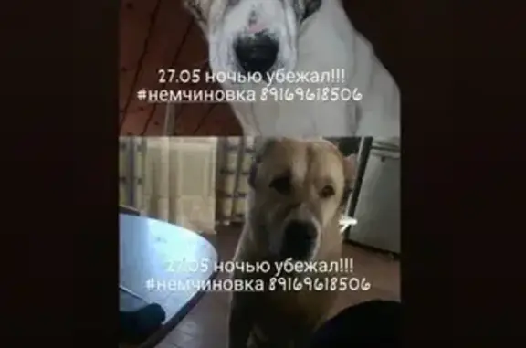 Пропала собака в Немчиновке, Московская область