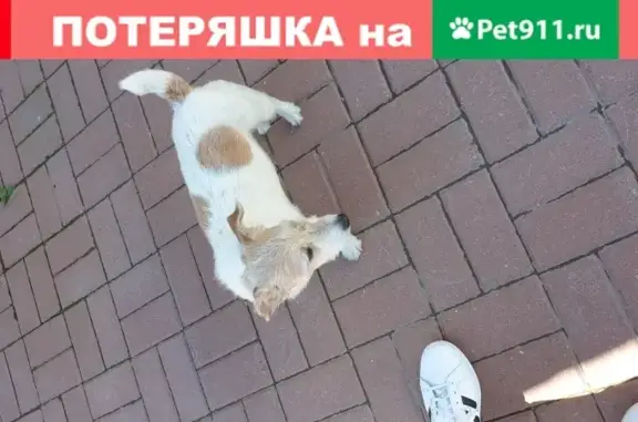 Собака Джек Рассел найдена в Санкт-Петербурге.