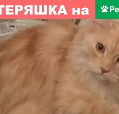 Пропала кошка Мейн-кун в Москве, вознаграждение.