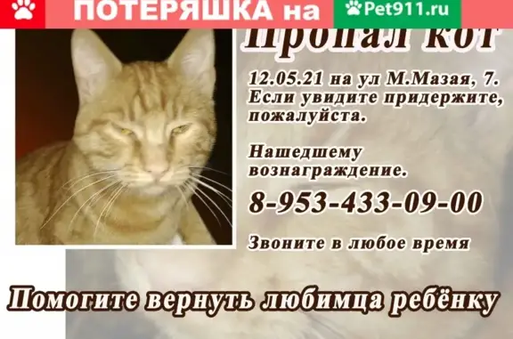 Пропала кошка в Туле: рыжий кот, 1 год.