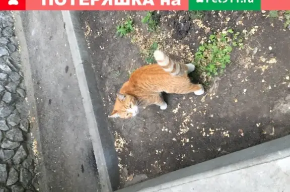 Найден ласковый рыжий кот с ошейником в Екатеринбурге