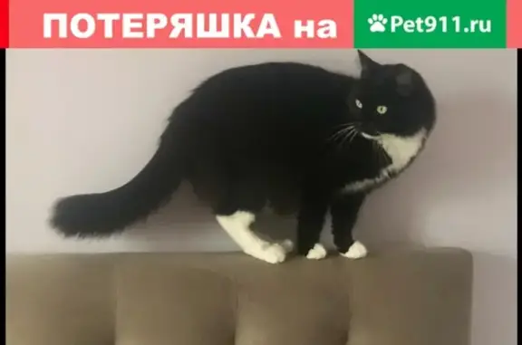 Пропала кошка в Москве