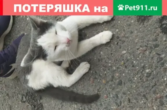 Найден домашний кот, серый с белыми пятнами, возможно пострадал. Адрес: Москва, Университетский пр-т д.12, БЦ Воробъевский.