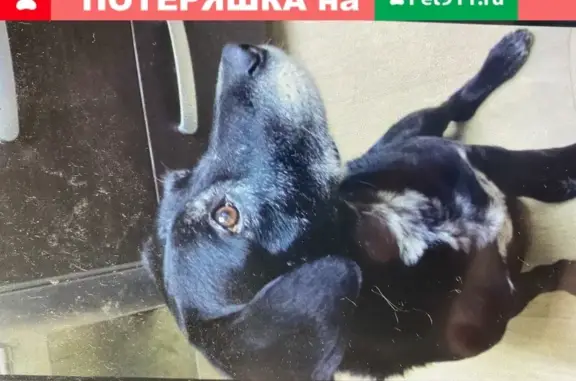 Пропала собака в Домодедово, вознаграждение гарантировано.