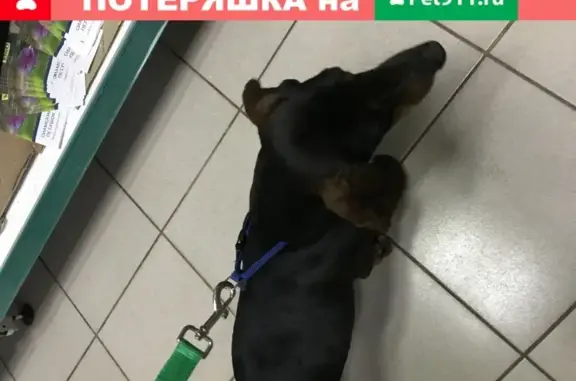 Найдена собака на Юности, Ярославль