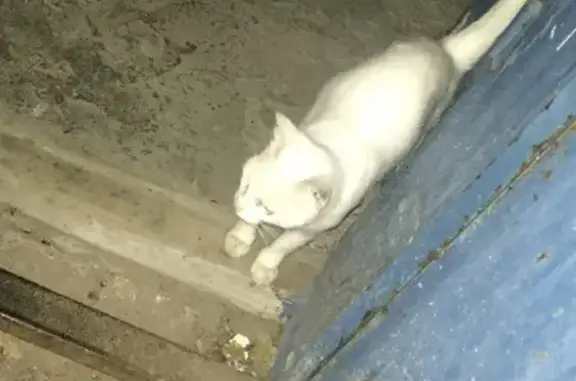 Найден кот во дворе дома 14 на ул. Мурашкинской, Нижний Новгород