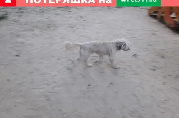 Найдена собака в парке Горького, Таганрог