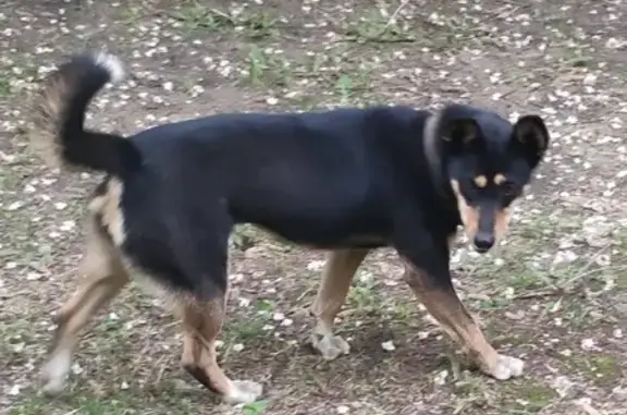 Найдена молодая собака в Балашихе