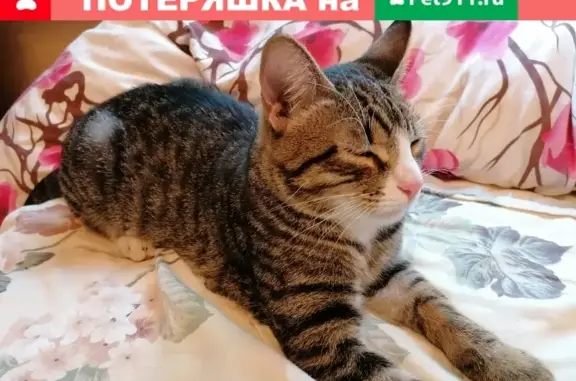 Найдена кошка на ул. Подольских Курсантов, 14к1.