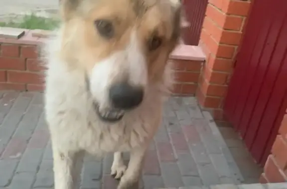 Найдена собака возле поворота на турбазу Волга