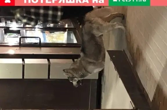 Собака с цветными глазами в Ростове