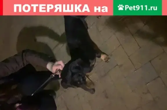 Собака Такса найдена в Москве с ошейником