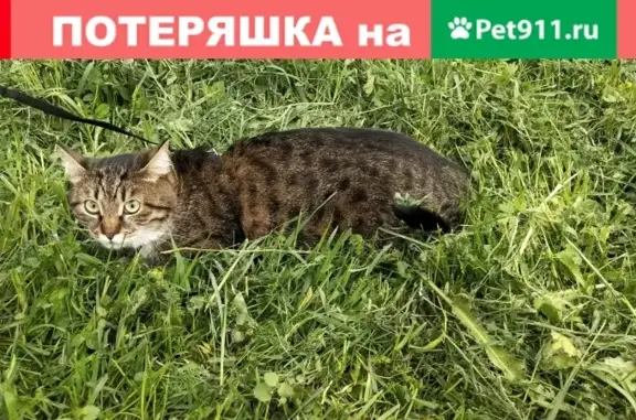 Пропала кошка Фиса в Москве.