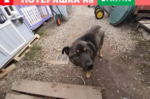 Найден пес с ошейником в Красноярске
