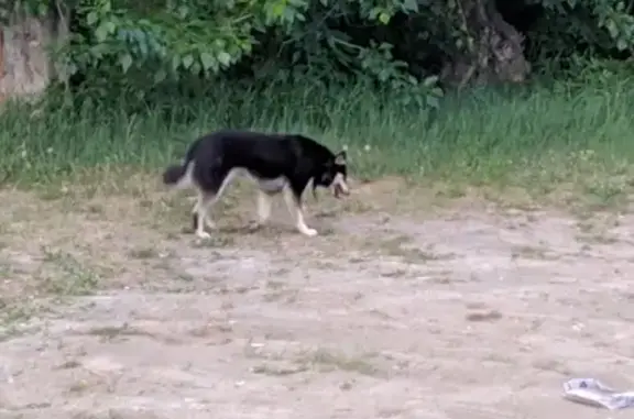 Собака с ошейником на улице Кулибина, Тюмень