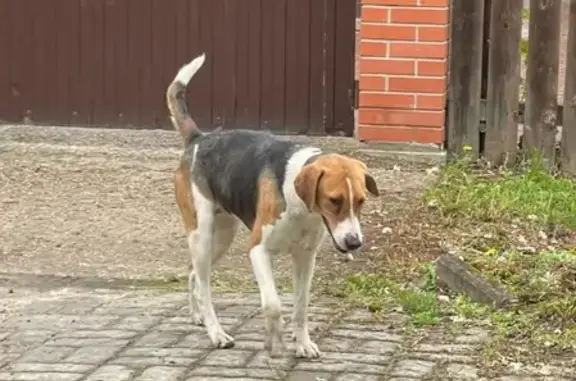 Собака на территории СНТ Балабаново, 2-3 года, прихрамывает.