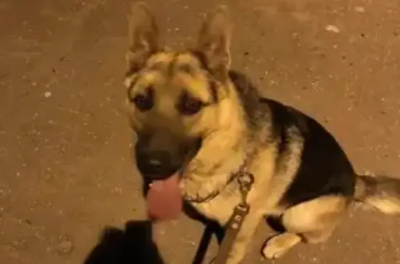 Собаки потеряшки, Нижний Новгород, фото: Потеряшка немецкая овчарка на улице Долгополова, НН, без ошейника