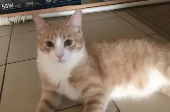 Собаки потеряшки, Санкт-Петербург, фото: Потеряшка собака на Витебском проспекте 31