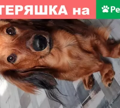 Собаки потеряшки, Нижний Новгород, фото: Потеряшка собака Такса на ул. Адмирала Макарова, Нижний Новгород