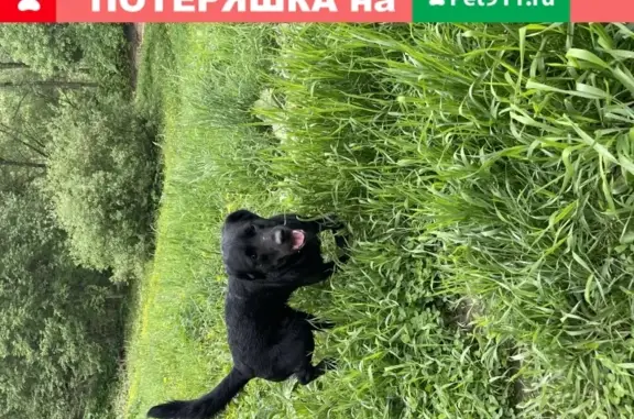 Собака Лабрадор найдена в Битцевском лесу Москва
