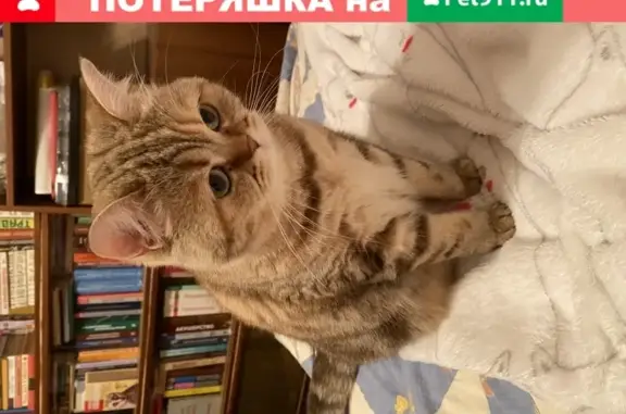 Найдена пугливая кошка на Олонецкой
