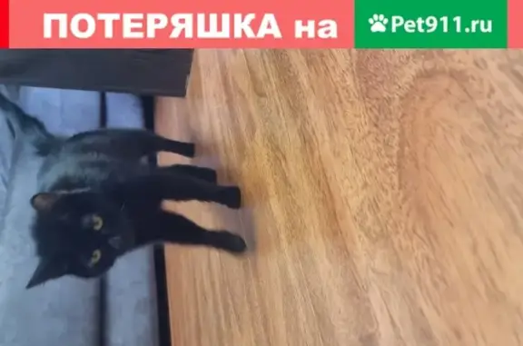 Найдена чёрная кошка с раной у хвоста в Москве
