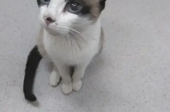 Ласковая кошка найдена в Химках