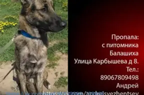 Пропала собака Метис в Москве (30 символов)
