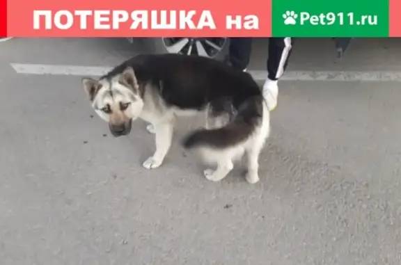Собака-овчарка найдена в Тольятти.