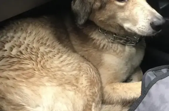 Собака найдена у МЦК Коптево с ошейником в Москве