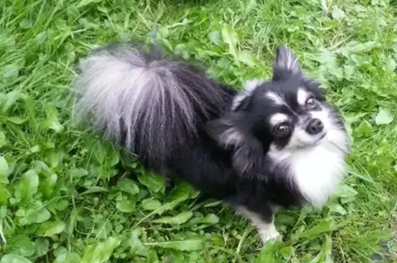 Пропала собака Дипломат в Наро-Фоминске