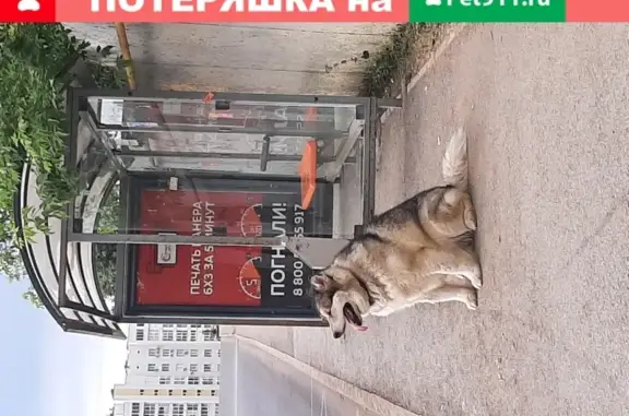Найден пес на остановке Некрасова в Уфе