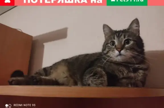 Кошки потеряшки, Казань, фото: Потеряшка кошка Муся, адрес: Дубравная 41к4, Горки-3, Казань