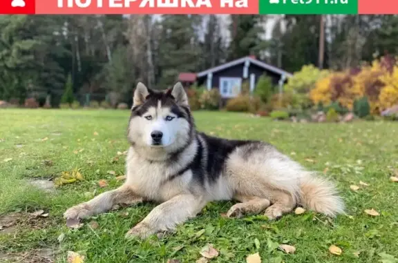 Пропала собака Макс в Заповедном парке, Тельвяково, Киржач.