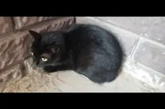 Найдена кошка в Нижнем Новгороде, ул. 2-я Дорожная, 12