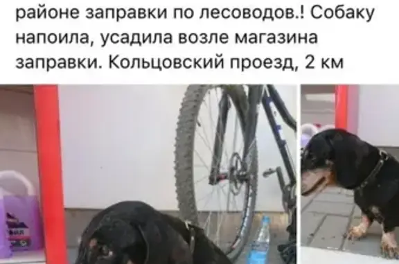 Найдена собака на Кольцовской трассе - нужна помощь!