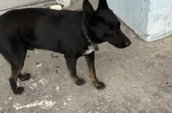 Собака найдена на Витебской 5 в Челябинске