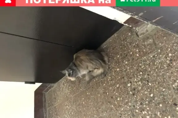 Найдена кошка в Мытищах