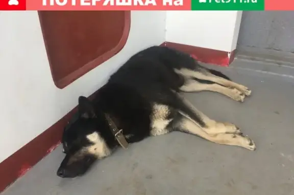 Найдена собака на Лелюшенко 5 в Ростове