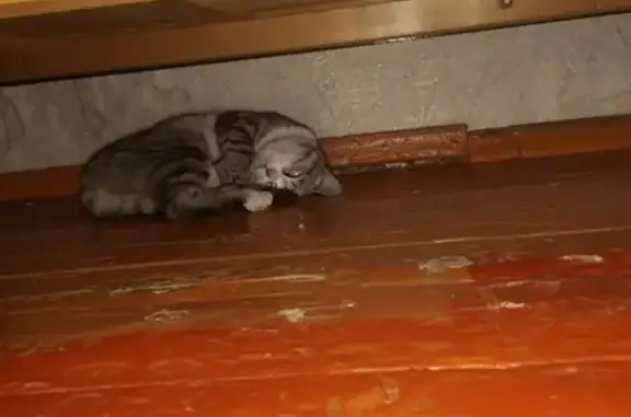 Найдена кошка в подвале в Казани