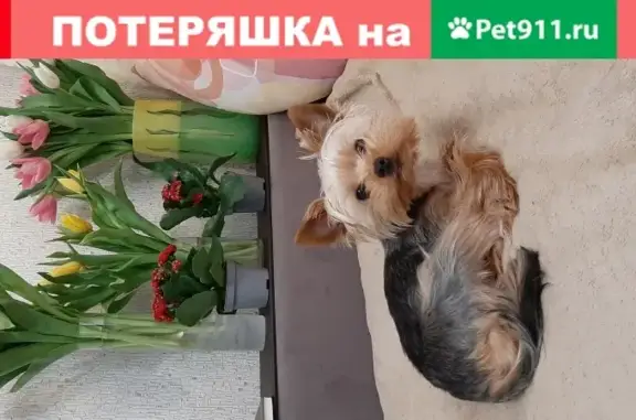 Пропала собака Ричи в Новосибирске