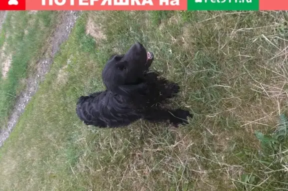 Собака бегает по Сосновке, Тольятти