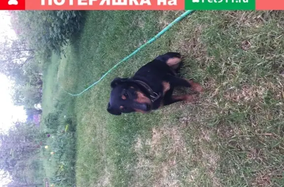 Найдена собака в Шатурском районе Московской области