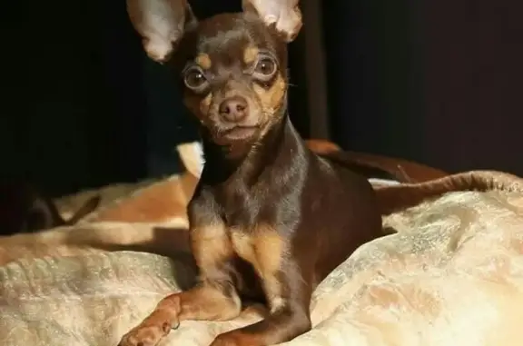 Собаки потеряшки, Нижний Новгород, фото: Потеряшка собака Тэма в Нижнем Новгороде