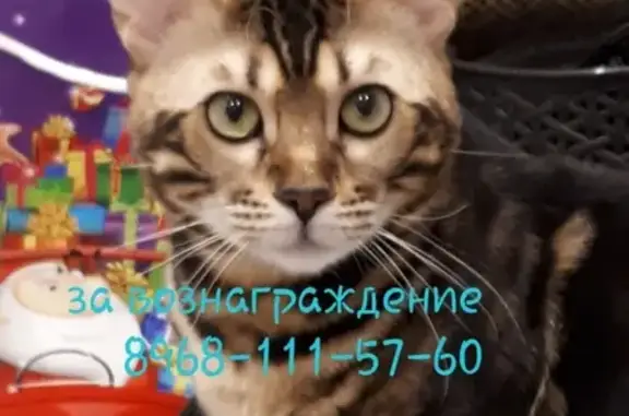 Пропала кошка Бенгал в Москве с балкона 2-го этажа