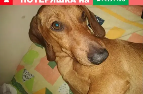 Пропала собака Такса БАКС в Пегелево, Ленобласть.