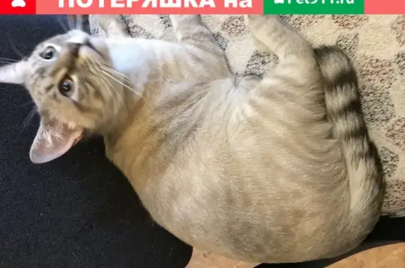 Найдена кошка Тайский кот в Санкт-Петербурге