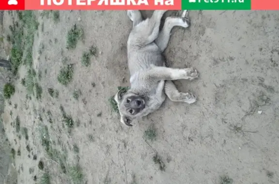 Потерянные животные Улан-Удэ, фото: Пропал щенок Грета возле ТД За рулём, Улан-Удэ