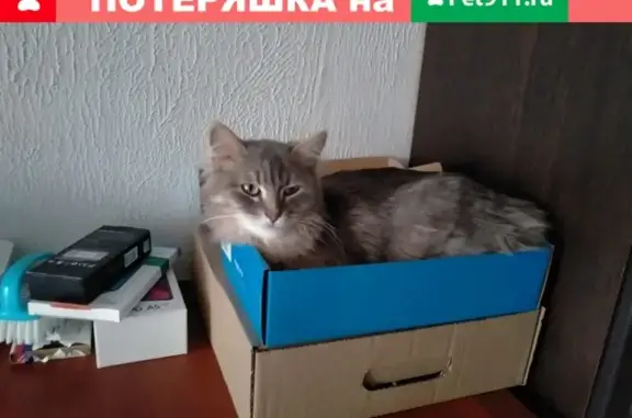 Пропала кошка в Москве, сибирская порода, серый окрас, 2 года.