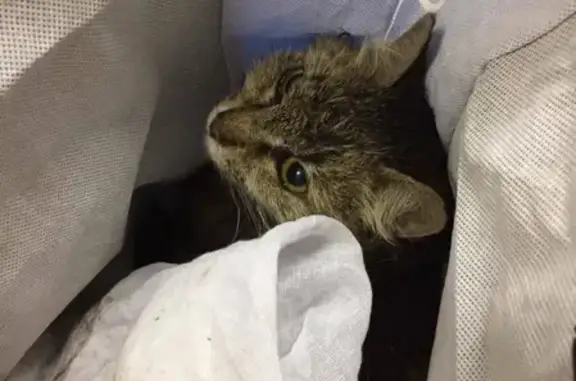Найдена кошка на Алтуфьевском шоссе, ищем хозяев